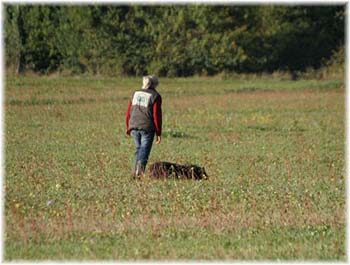 Elevage du CLOS DE LA LUETTE - COPYRIGHT DEPOSE